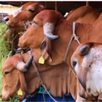 একটি গরুর দৈনিক খাদ্য তালিকা